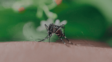 All you need to know about mosquitoes