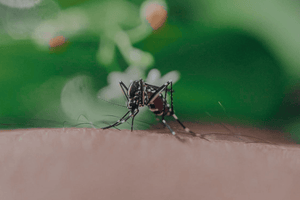 All you need to know about mosquitoes