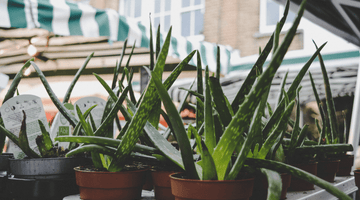 The power of aloe vera
