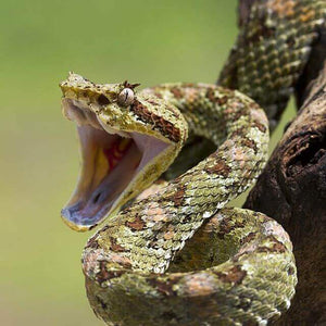 how to tell if a snake is poisonous, snake bite, snake, snakes, medical kit, first aid kit, first aid kit, snake bite kit
