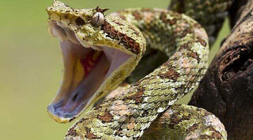 how to tell if a snake is poisonous, snake bite, snake, snakes, medical kit, first aid kit, first aid kit, snake bite kit