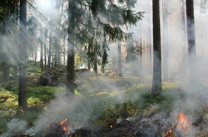 How to Keep Young Ones Safe During Bushfire Season