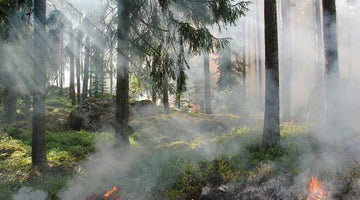 How to Keep Young Ones Safe During Bushfire Season